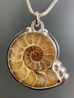 P 2180 Ammonite Fossil